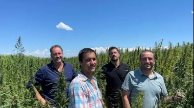 Renace el cáñamo en Argentina y las empresas buscan insertarse en una industria que alcanzaría los US$ 18.000 millones globales