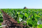 Inédito: prevén que la Argentina tenga que importar volúmenes récord de soja para suplir las pérdidas de la sequía