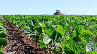 Inédito: prevén que la Argentina tenga que importar volúmenes récord de soja para suplir las pérdidas de la sequía