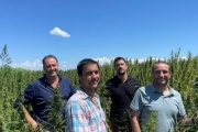 Renace el cáñamo en Argentina y las empresas buscan insertarse en una industria que alcanzaría los US$ 18.000 millones globales